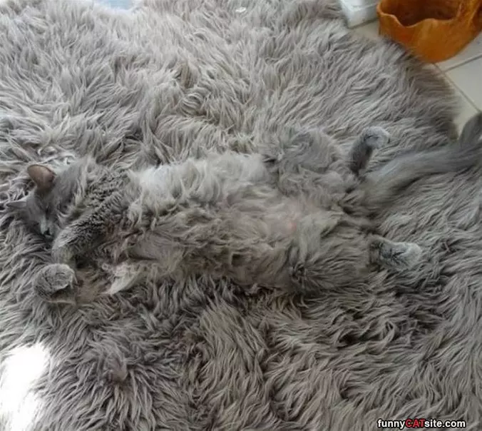I Am Relaxed On The Rug