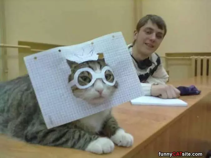 This Cats Crazy Mask