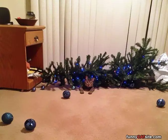I Dont Like This Tree
