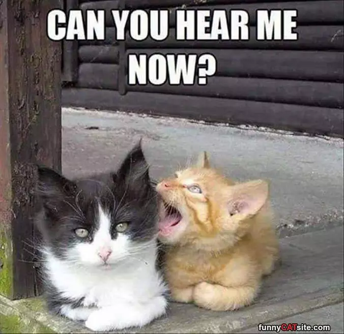 Can You Hear Me Now
