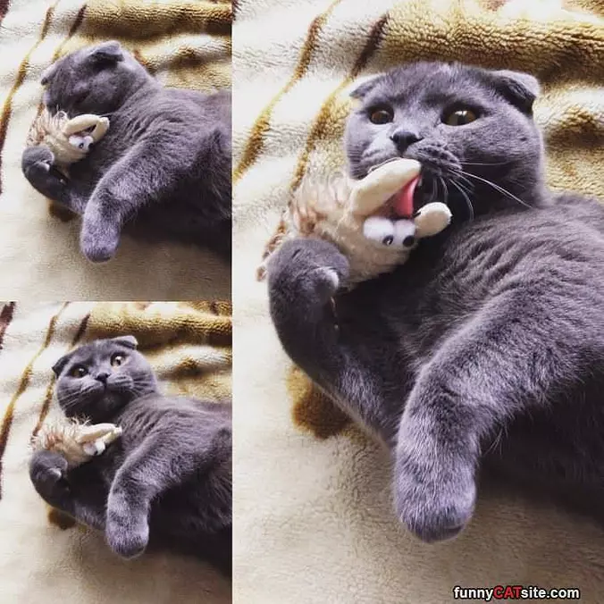 My Favorite Toy