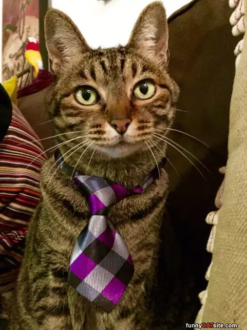 Formal Cat