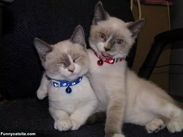 Photogenic Cats