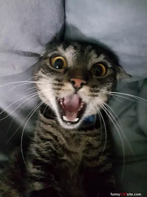Rawrrrrrrrrrrrrrr