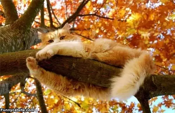 I Have A Tree