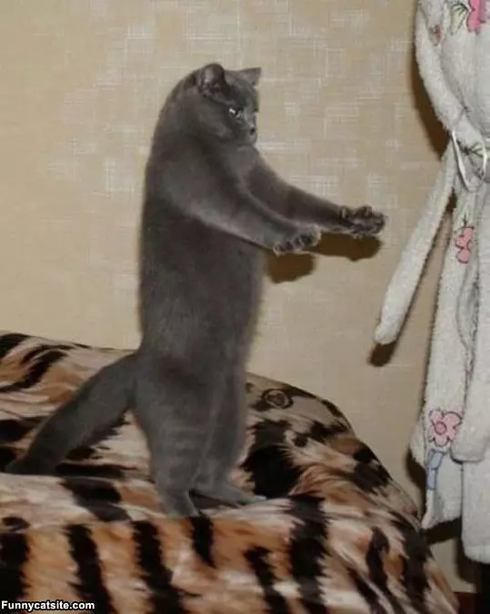 The Zombie Cat