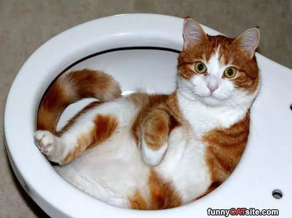 Toilet Bed
