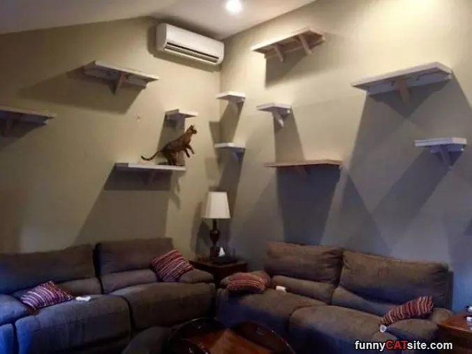 The Cat House