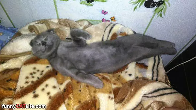 So Sleepy Today