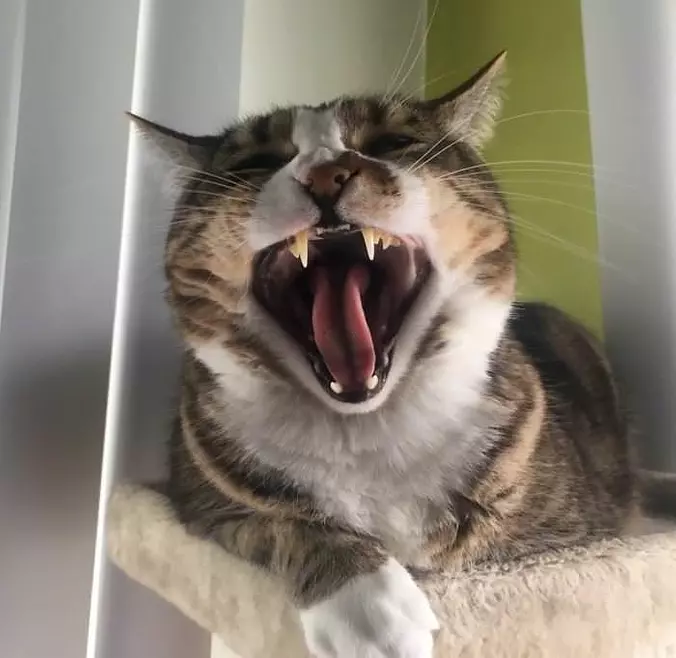 Huge Yawn