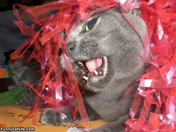 Pom Pom Cat