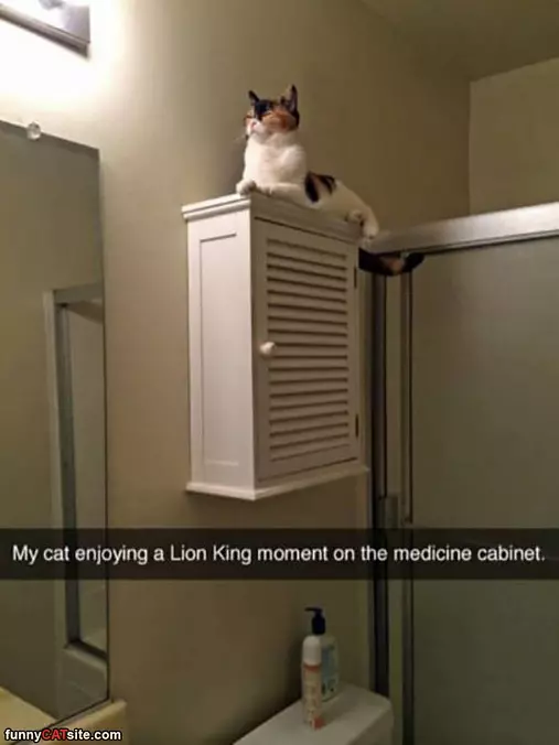 Lion King Moment