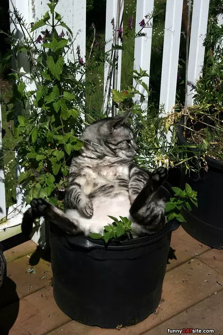 Chilling In The Pot