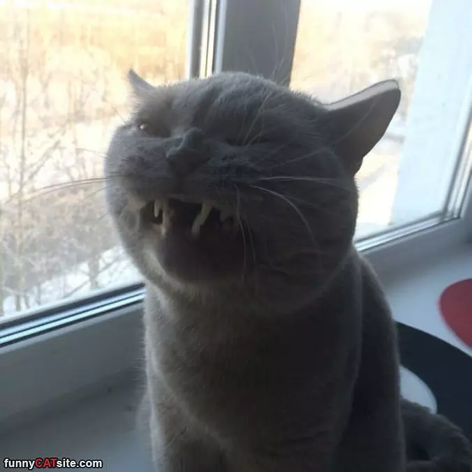 Grrrrrrrr