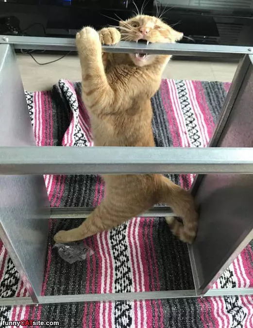 I Got This Yarrr Yarr