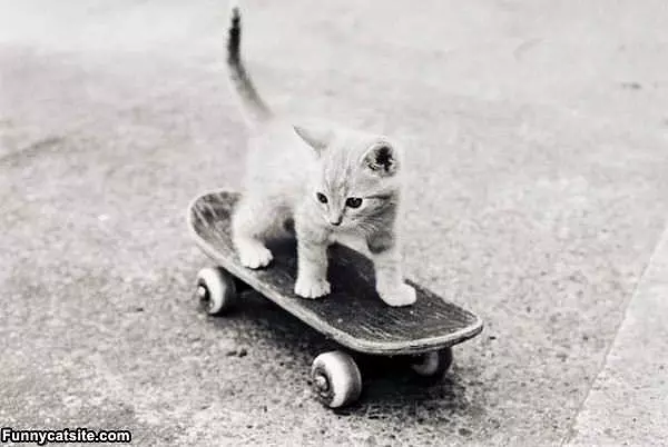 Kitten Skateboarder