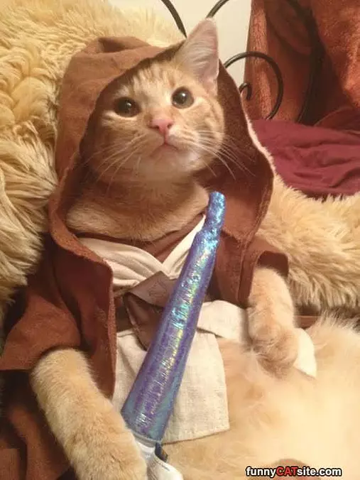 Jedi Cat