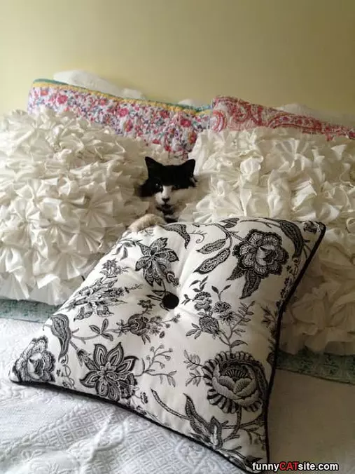 All Cuddled Up