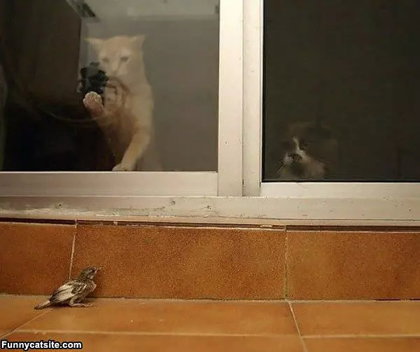 I Wants Out
