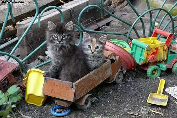 Cat Train