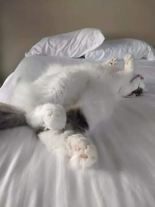 My Sleep Spot