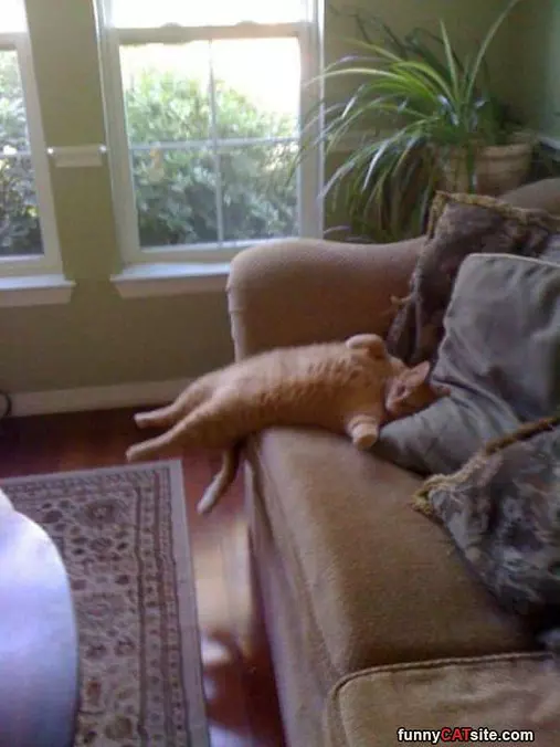 This Is The Most Relaxed Cat