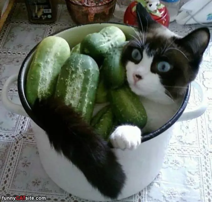 I Love Veggies