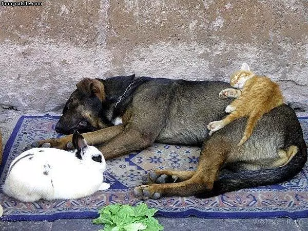 Found A Bed