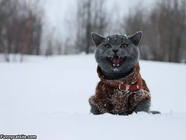 Get Me Out Of The Snow Cat