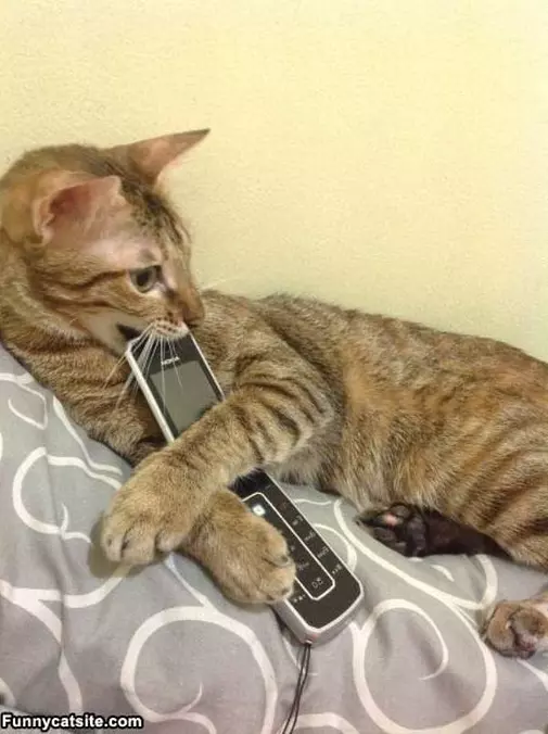 Hello This Is Cat