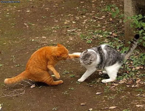 Cat Boxing