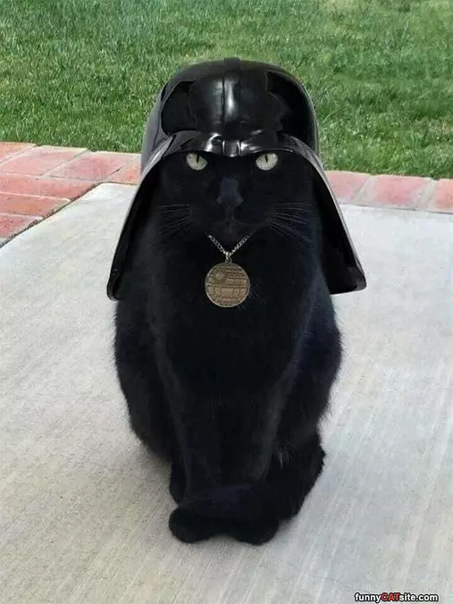 Darth Cat