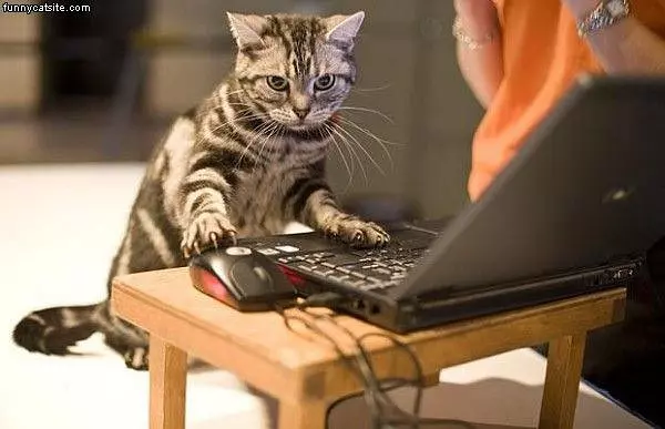 Visiting Funny Cat Pics