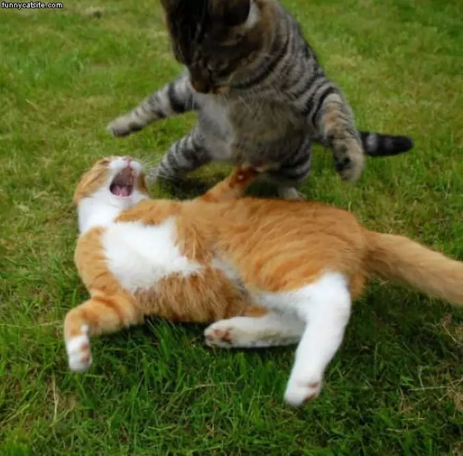 Cats Playful