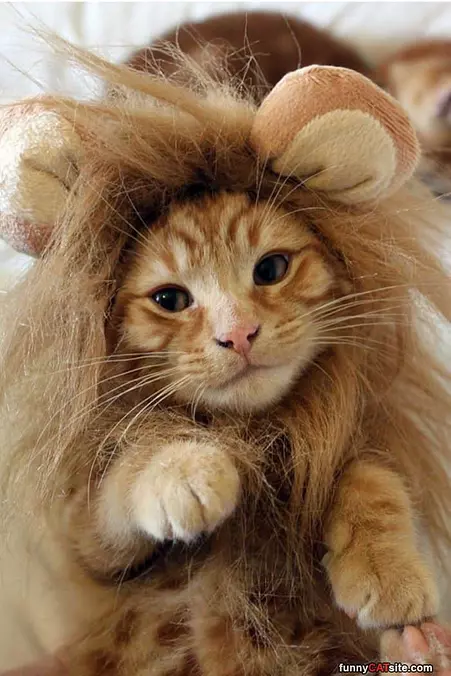 Roaaaaaaarrr
