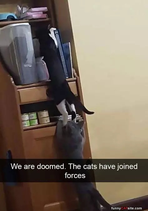 We Are Doomed Now
