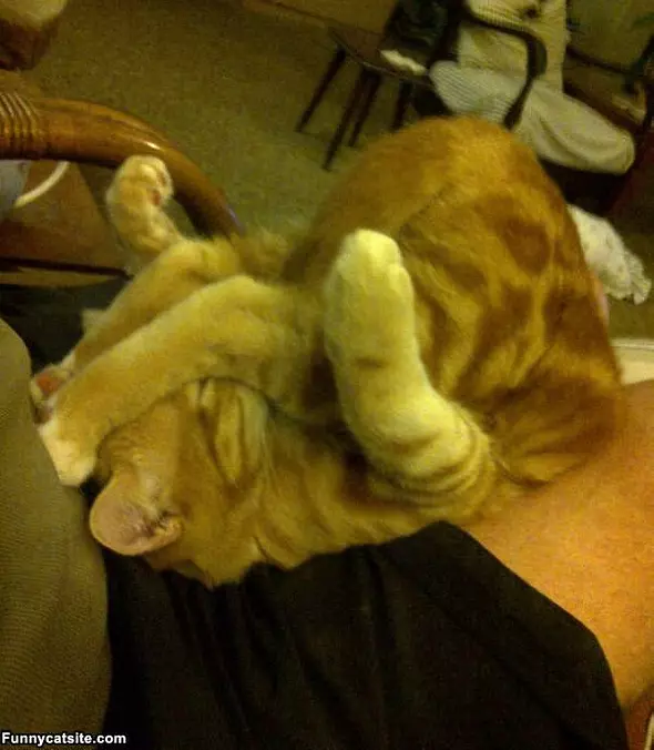 Cat Yoga