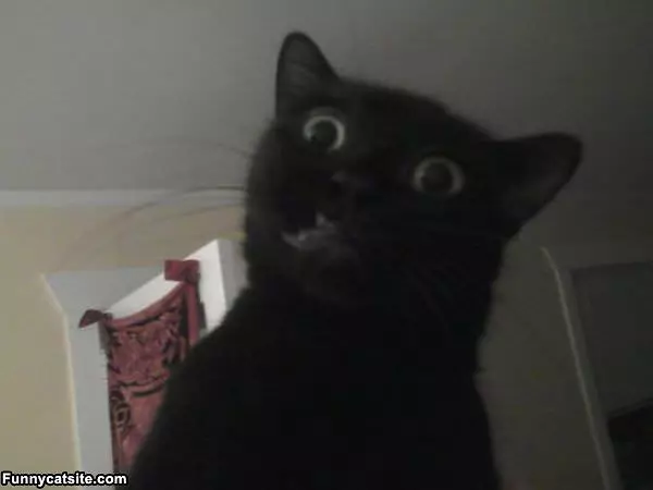 Whaaaaaaaaaaaaa