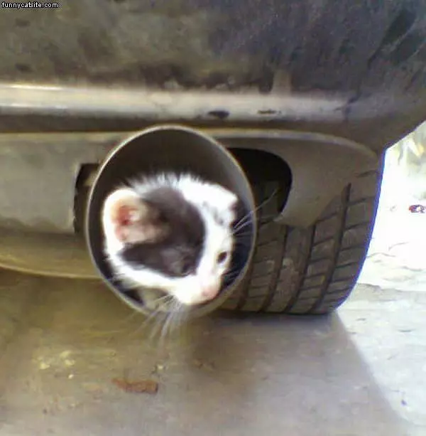 Muffler Cat
