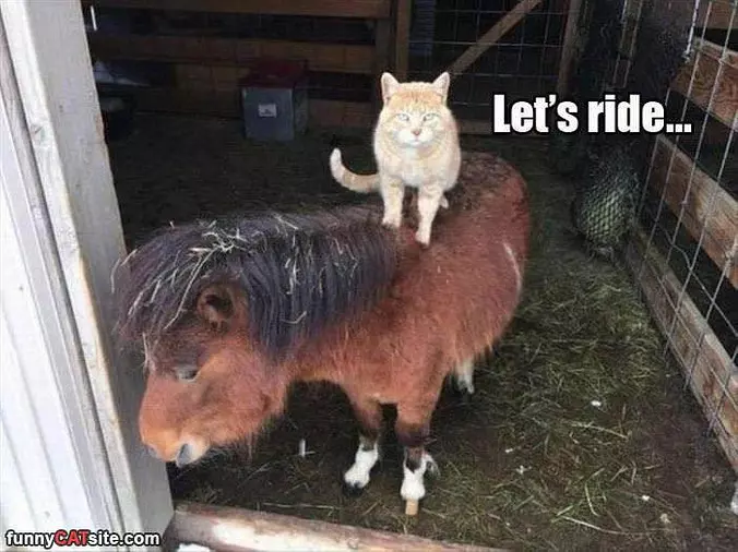 Lets Ride