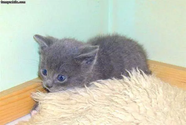Kitten In The Corner