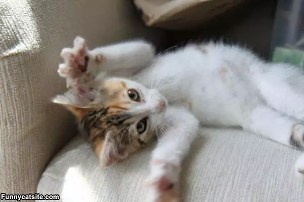 Rawrrrr