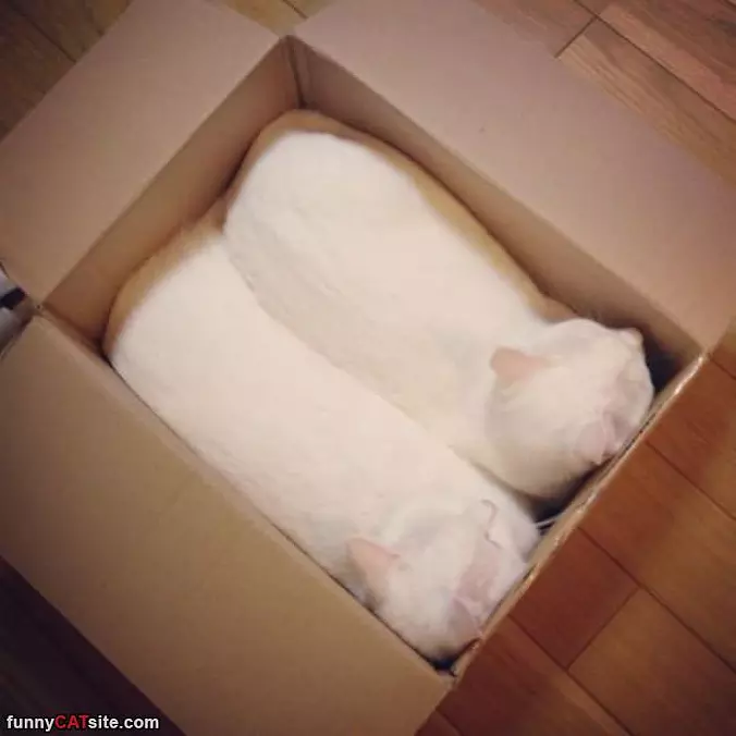 2 Cats Fit In Here
