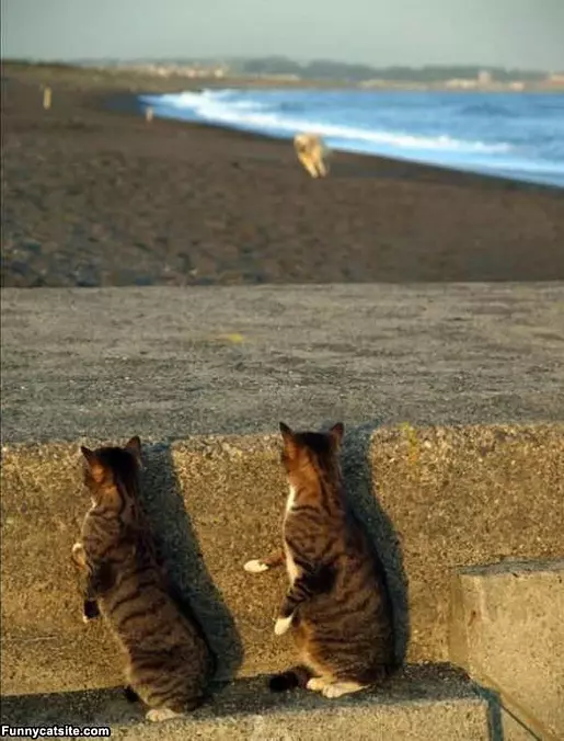 Peaking Out