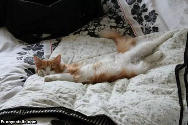 Just Lounging Here