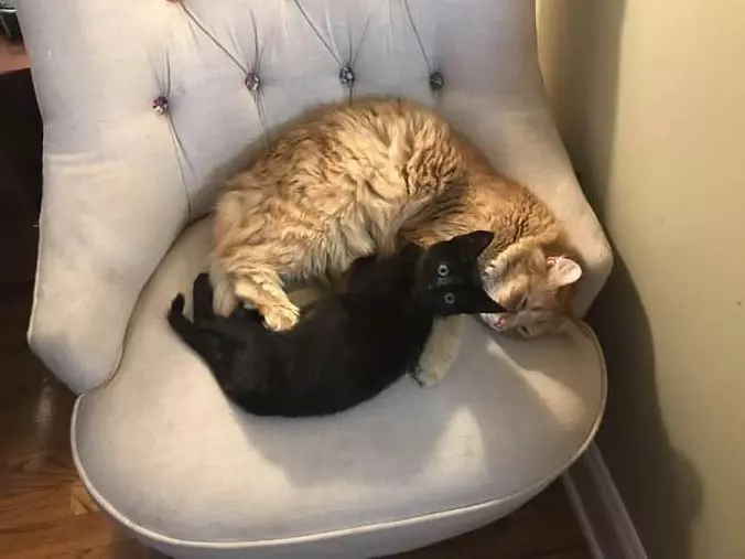 Couch Napping