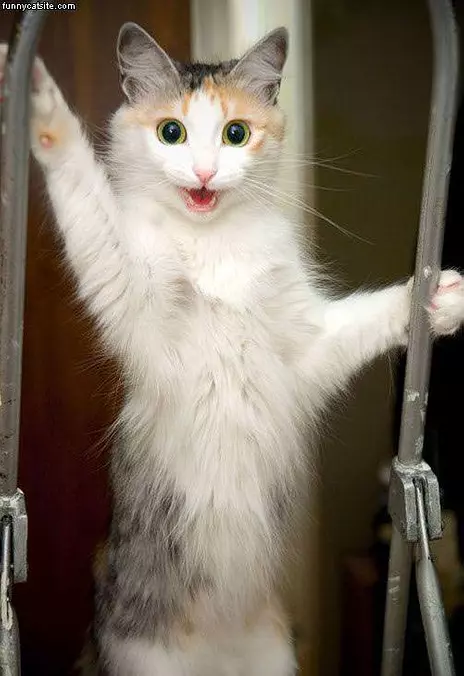 Super Excited Cat
