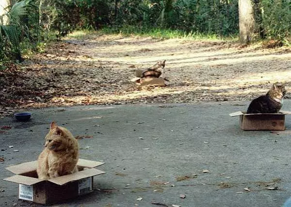 Cats In Boxes