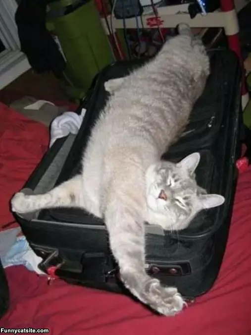 Pack Me Next