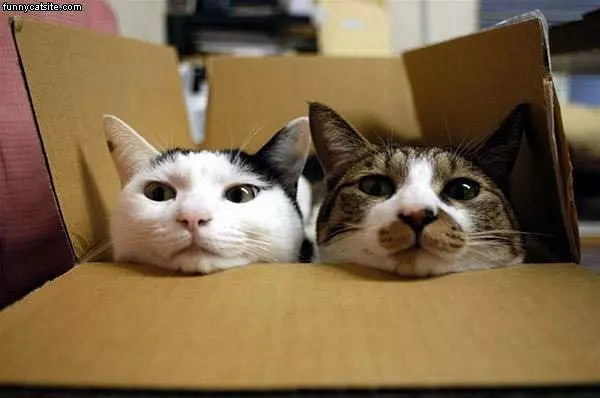Box Cats